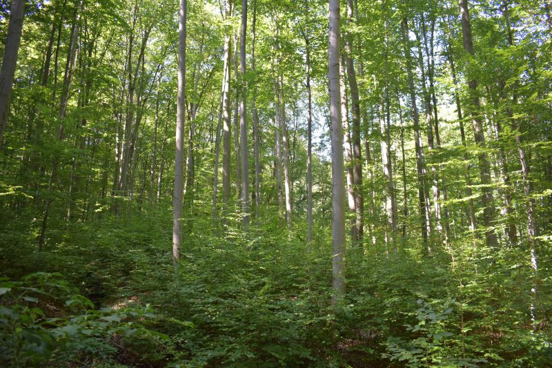 Novela zákona o lesoch bližšie špecifikuje prírode blízke obhospodarovanie lesov 