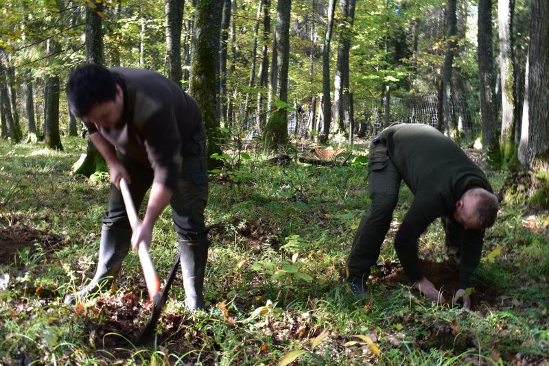 Lesníci z PRO POPULO Poprad dosádzajú dub v Ordzovianskej dubine