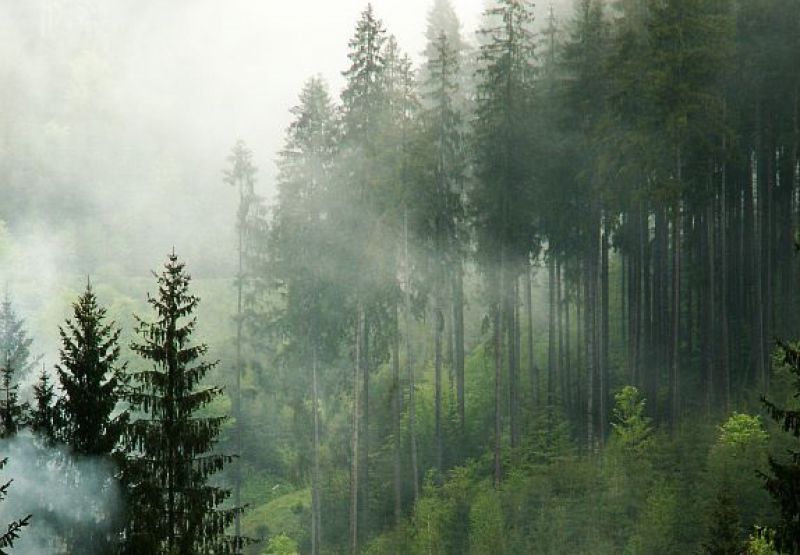 Vzniká plán pre svetové lesy