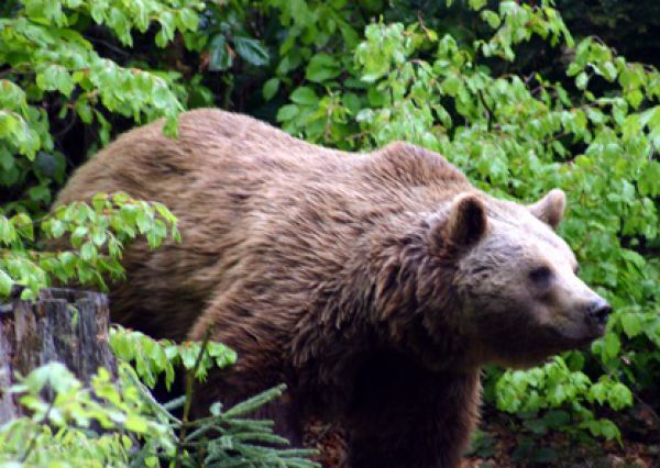 Tatranské medvede sú už hore