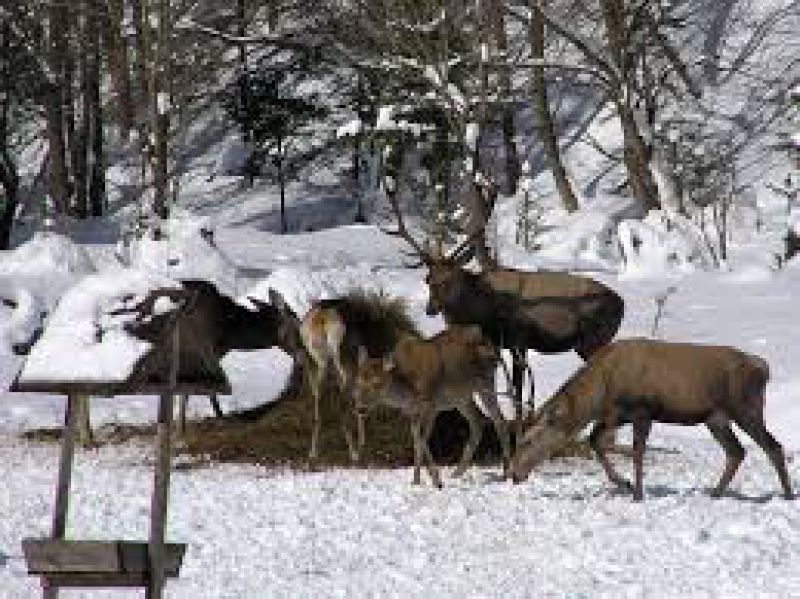 V mrazoch pomáhajú tatranským zvieratám