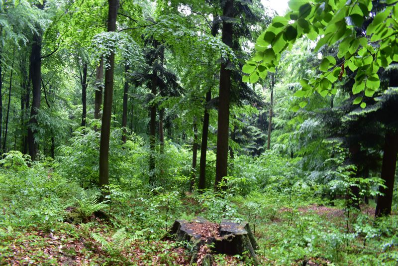 Lesný porast na Slovensku, v ktorom odborne hospodária lesníci