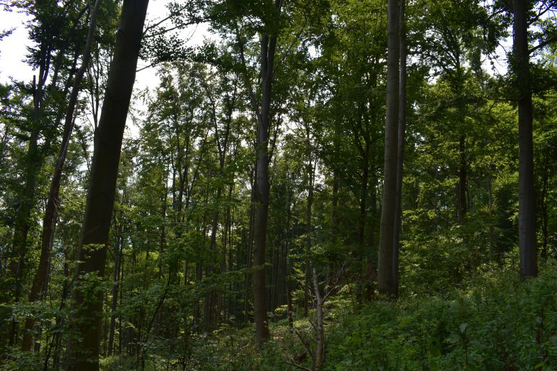 Zdravý, zelený a vitálny les ako výsledok jeho odborného obhospodarovania lesníkmi