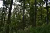Zdravý, zelený a vitálny les ako výsledok jeho odborného obhospodarovania lesníkmi