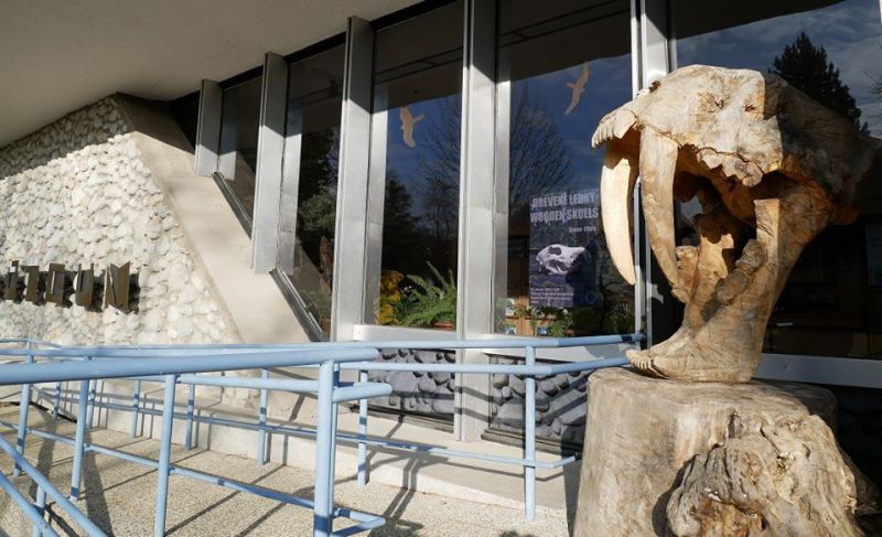 Drevená lebka tigra šabľozubého pri vchode do Múzea TANAP-u