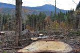 Kalamitná plocha v Bavorskom lese, na ktorej ťažia drevnú hmotu harvestormi