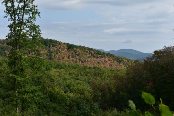 Schnúce porasty na svahu s juhovýchodnou expozíciou 