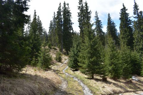 Lesy obnovované lesníkmi na Muránskej planine. Sú v nich medvede aj hlucháne