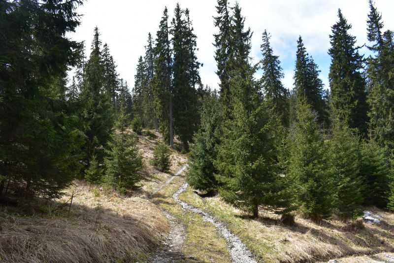 Lesy obnovované lesníkmi na Muránskej planine. Sú v nich medvede aj hlucháne