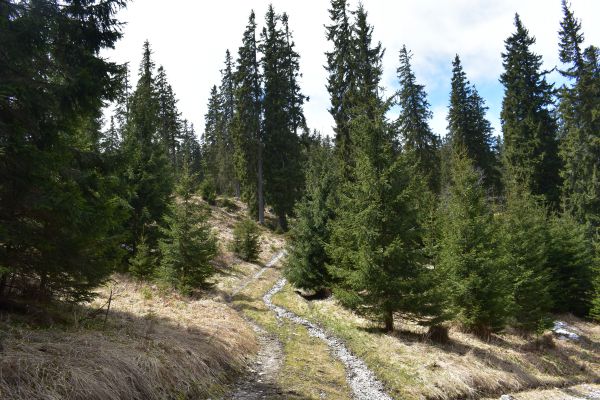 Lesy obnovovan&eacute; lesn&iacute;kmi na Mur&aacute;nskej planine. S&uacute; v nich medvede aj hluch&aacute;ne