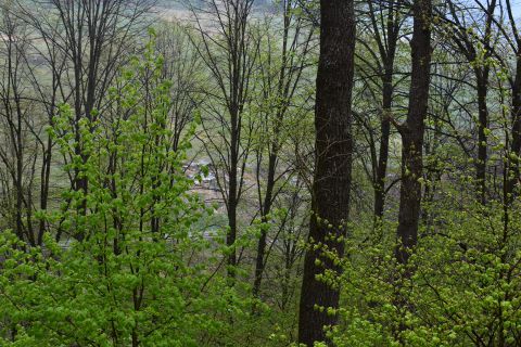 Dubovo-hrabové lesy lipové v Území európskeho významu Jereňaš 