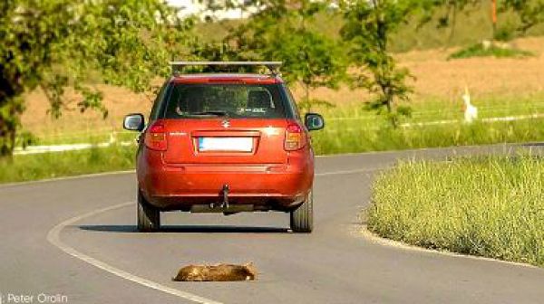 Bezpečnej&scaron;ie cesty medzi lesmi