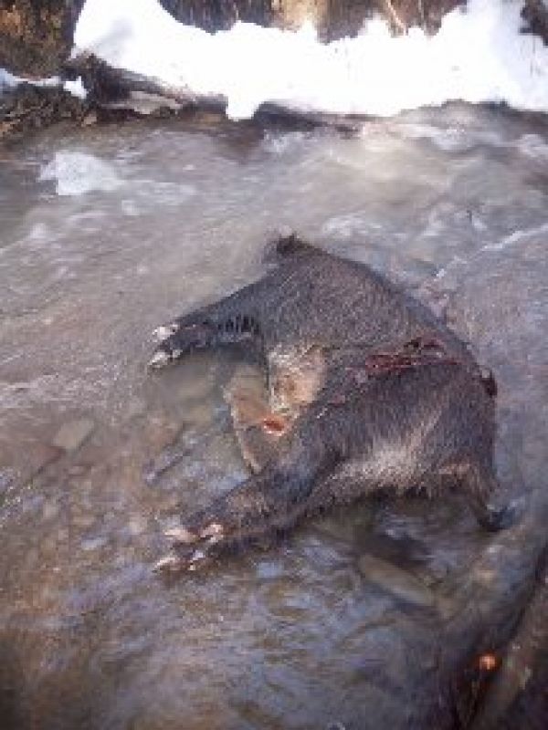 Uhynut&yacute; diviak, nakazen&yacute; AMO 