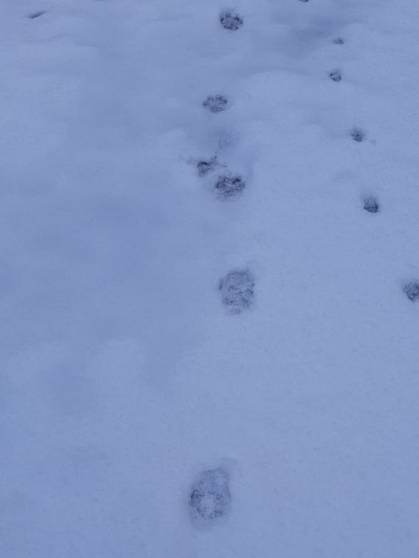 Stopy vlka a l&iacute;&scaron;ky 