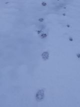 Stopy vlka a líšky 