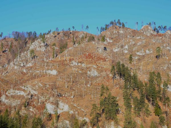 Pohľad na porastový komplex Kolomaznička, stav 10. januára 2024