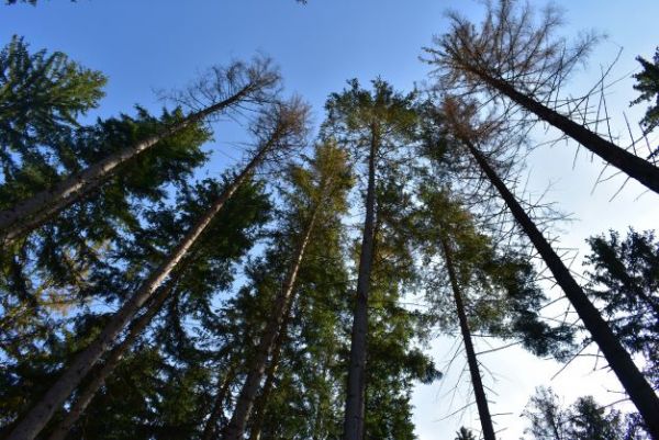 Smreky napadnut&eacute; lykožr&uacute;tom 