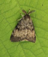 Mn&iacute;&scaron;ka veľkohlav&aacute;