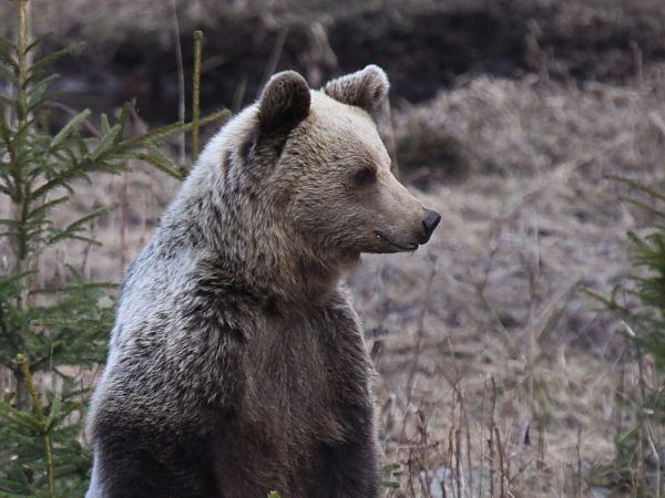 Ilustračn&eacute; foto: Ing. Pavol Lenko 