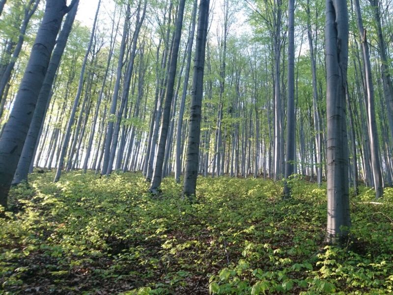 Ilustračn&eacute; foto: arch&iacute;v Lesmedium.sk 