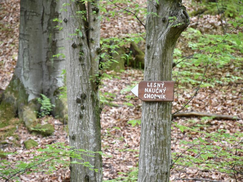 Zdroj: Internetová stránka LESY SR 