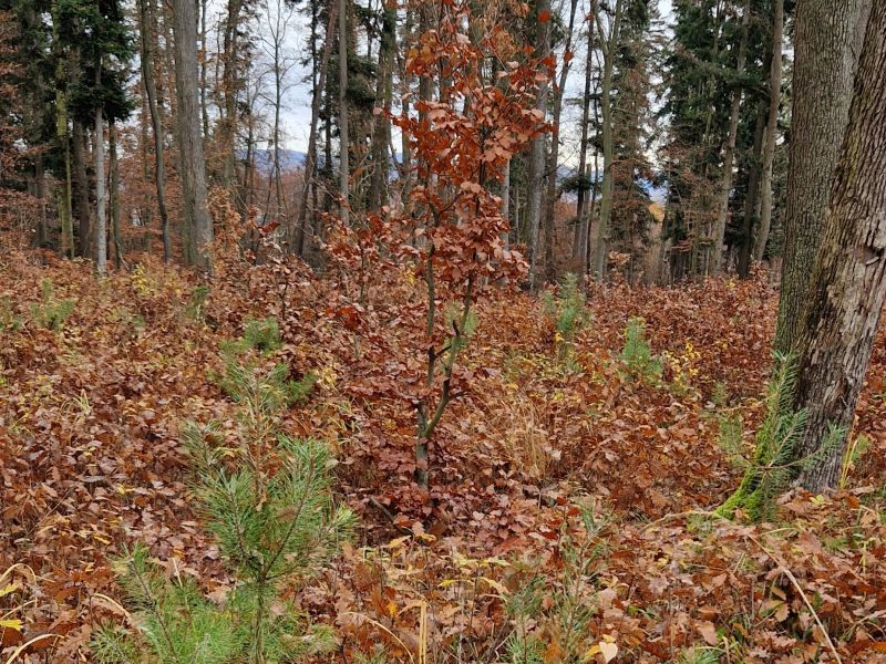 Foto: Ing. Jozef Daňko