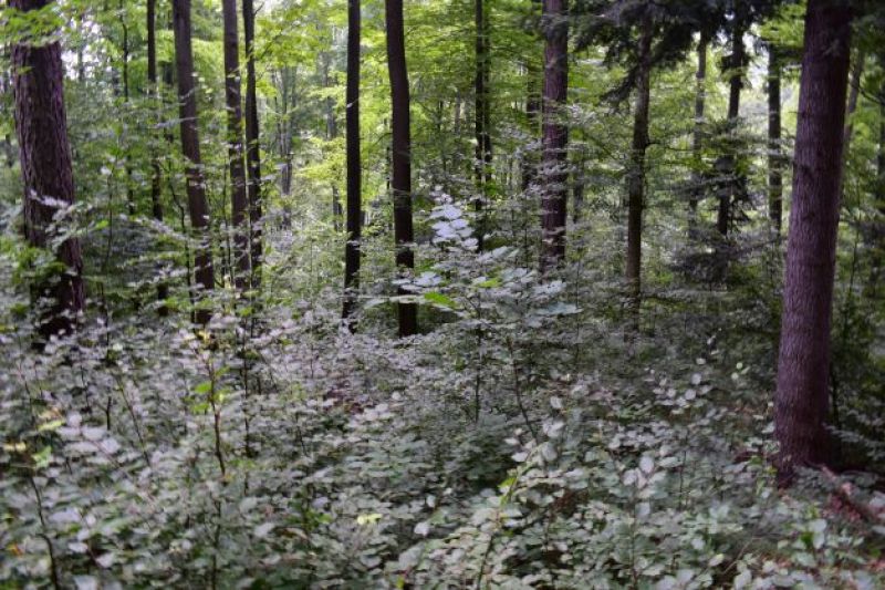 Ilustračné foto: Jozef Marko 