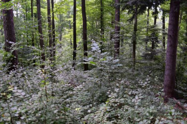 Ilustračné foto: Jozef Marko 