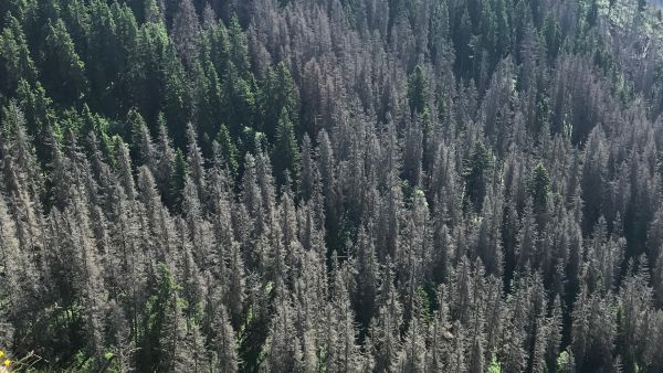 Smutn&yacute; v&yacute;sledok "dial&oacute;gu" s ochran&aacute;rmi v Z&aacute;padn&yacute;ch Tatr&aacute;ch
