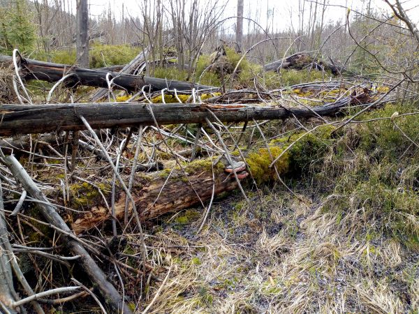 Mŕtve drevo na kalamitných plochách vo Vysokých Tatrách