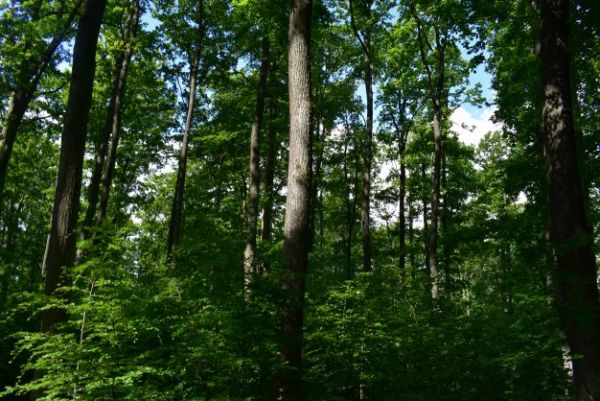 Lesníkmi odborne obhospodarované porasty 