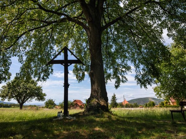 Jeden z finalistov ankety Strom roka - lipa v Oslanoch 