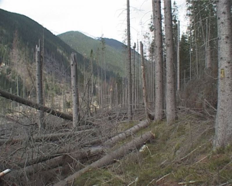 Tichá dolina po vetrovej kalamite z roku 2004