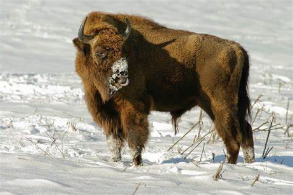 Ilustračné foto: FB stránka Zubrej zvernice v Topoľčiankach 