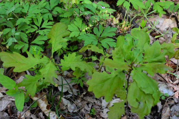 Ilustračn&eacute; foto: Jozef Marko 