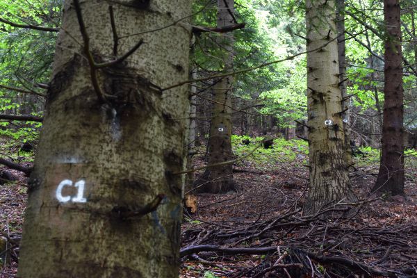 Ilustračn&eacute; foto Jozef Marko