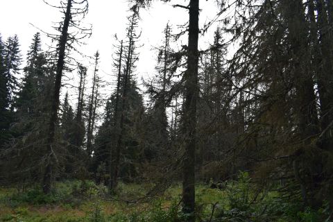 Mŕtvy les ako výsledok bezzásahového režimu