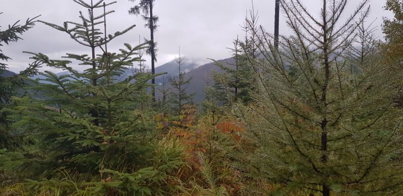 Nové lesy v Nízkych Tatrách