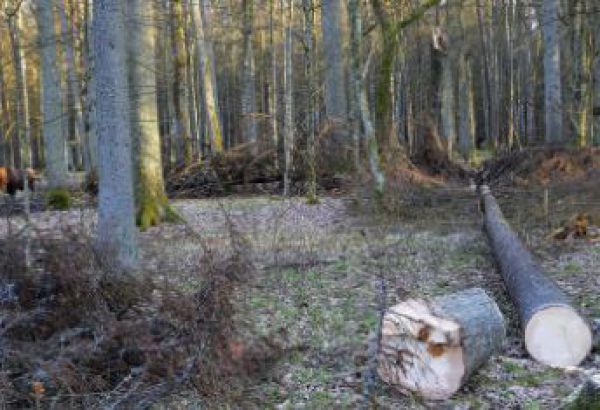 Ťažba na Čergove st&aacute;le stoj&iacute;