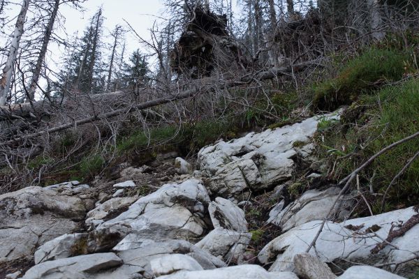 N&aacute;sledky bezz&aacute;sahov&eacute;ho režimu v Javorovej doline vo Vysok&yacute;ch Tatr&aacute;ch
