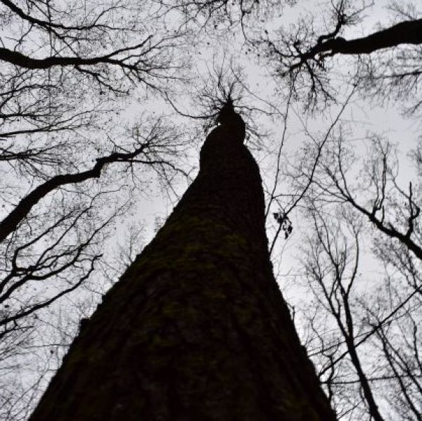 Reakcia: Prestaňte LESY SR &scaron;tiepiť na dobr&yacute;ch a zl&yacute;ch!