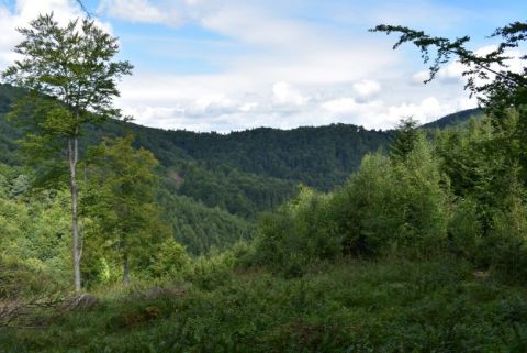 Krásne lesné porasty nad Hertníkom, doteraz odborne obhospodarované lesníkmi zo š.p. LESY SR 