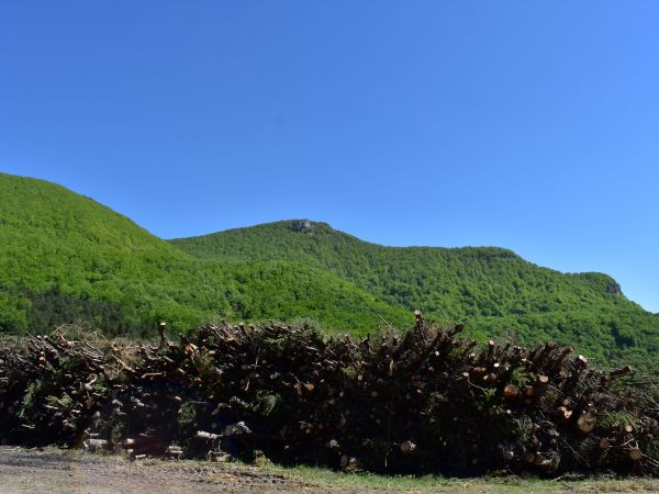 Ochranársky výrub nepôvodných drevín pod Strážovom 