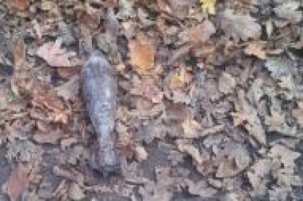 Namiesto hr&iacute;bov gran&aacute;ty