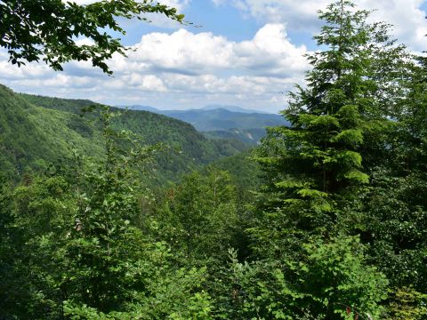 Mestské lesy Banská Bystrica 