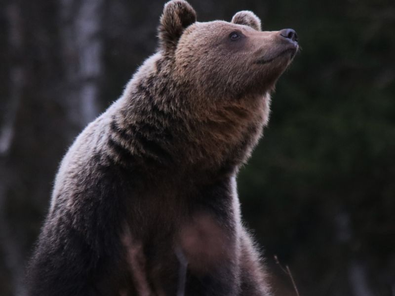 Ilustračné foto: Ing. Pavol Lenko 