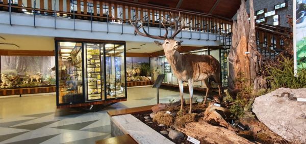 Expozícia Múzea Tatranského národného parku 