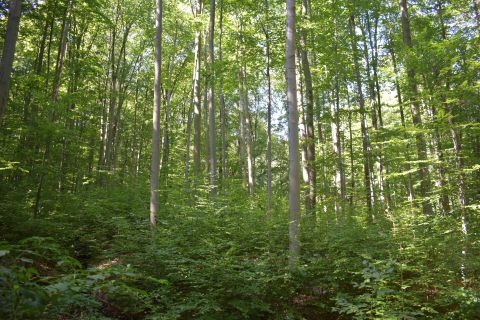 Novela zákona o lesoch bližšie špecifikuje prírode blízke obhospodarovanie lesov 