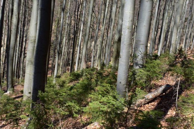 Les, o ktorý sa starajú štátni lesníci v Národnom parku Poloniny 