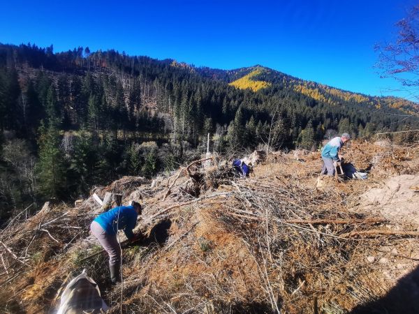 Zalesňovanie v N&iacute;zkych Tatr&aacute;ch na Čiernom V&aacute;hu 